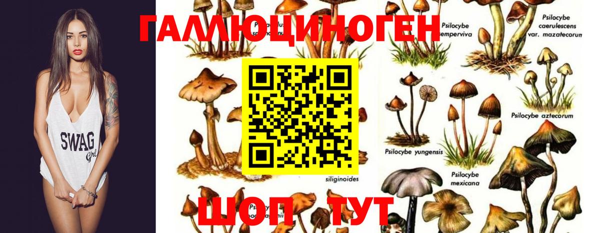 Ижевск  Галлюциногенные грибы Cubensis  Вход с VPN 